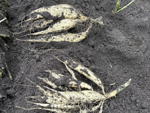 今話題の白いサツマイモ「きみまろこ」
上品な甘さとまろやかな口ざわり
5キロ入り大きめサイズミックス