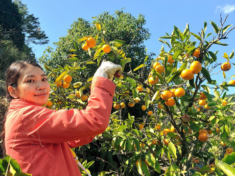 organic美味さに自信あり！
熊本産🍊自然栽培みかん🍊
奥手みかん