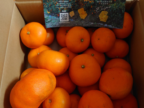 訳あり せとか＆甘平5kgセット