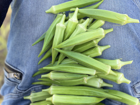 丹波産‼️夏野菜Mセット‼️