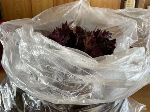 1.5kg【予約販売限定100 g以上増量】自然の香る赤紫蘇！農薬不使用！朝採り新鮮をお包みいたします。2026年6月15日から21日発送