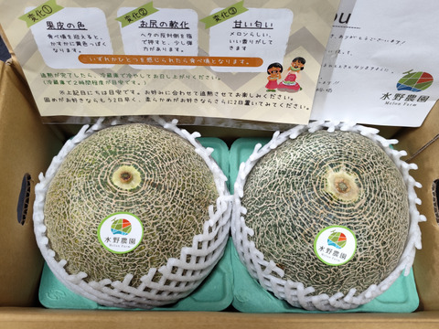 【濃厚な甘さ】渥美半島産『タカミレッド』1.3kg×2玉