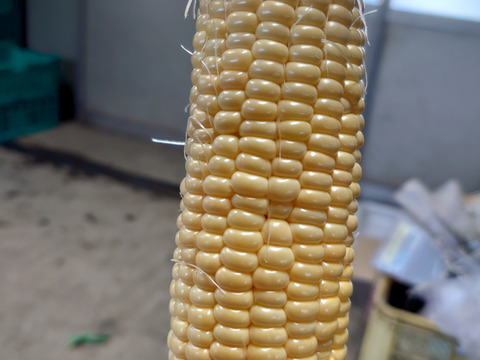 トウモロコシ ゴールドラッシュ 3kg