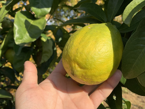 【国産レモン】】見た目もびっくり、果汁たっぷり　りのかレモン3キロ