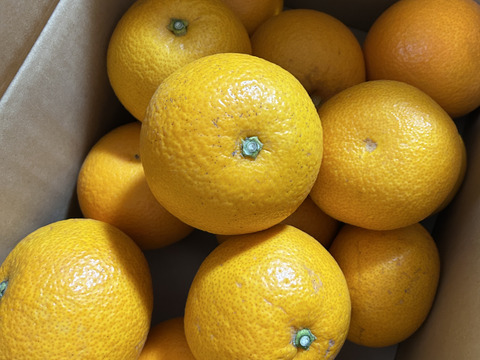 ★あなたの常識が変わる！プリプリジューシーなさつき八朔🍊（樹上超熟八朔）麗品 4kg