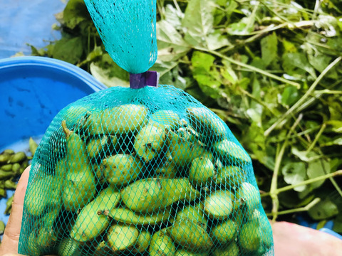 今年もやってきた、丹波篠山黒枝豆！サヤのみ300グラム入り