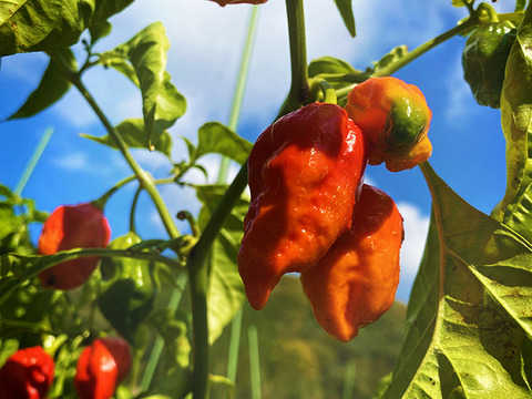 【冷凍唐辛子】これは辛いっっ！ナーガ・モリッチ（総量100g）農薬・化学肥料不使用