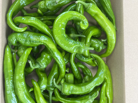 京野菜！朝採れ！万願寺とうがらし1kg