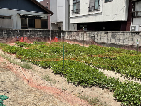 はねだし生落花生(おおまさり)　1500ｇ   【訳アリ】（栽培中は農薬未使用）