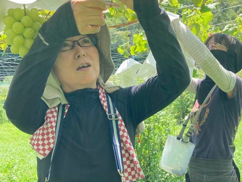 C 2【ご自宅用】シャインマスカット2kg箱（小房・粒不揃いなど）