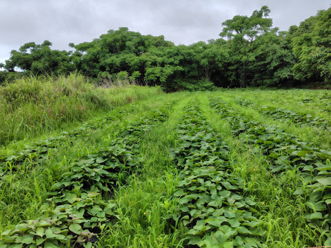 寝かせなくても美味い2025年産紅ハルカ🍠農薬・化学肥料通年不使用🍠【10キロ】桜島産