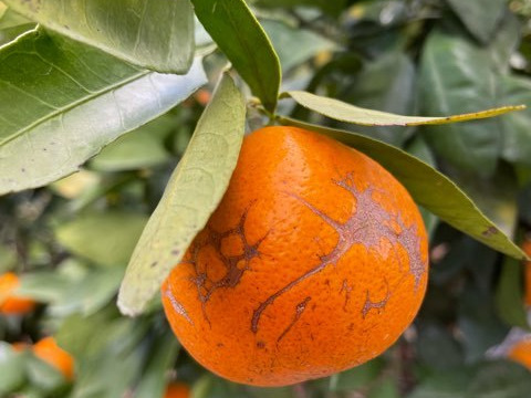 新食感！極甘！の希少品種　樹上熟成「木村早生」10㌔S〜Lサイズ混合