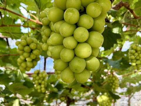 岡山産直！種無しご家庭用あま〜い！シャインマスカット1.5kg箱3〜4房入り