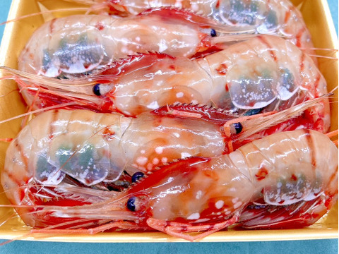 【-60冷凍】デカい！甘い！特上ブリブリ子持ちボタンエビ5P1500g