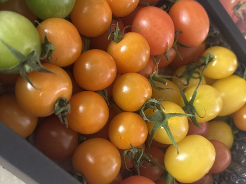 【定期便で５％お得】カラフルで甘いミニトマトの【おまかせ】詰め合わせセット（１ｋｇ）新鮮配送！ 完熟ツヤツヤ！魔法の美味しさ！【トマト食べ比べ】