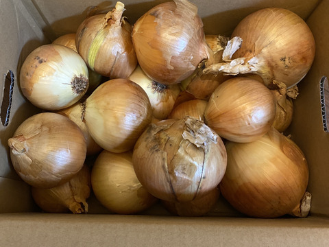 糖度９〜10度！! 甘い！！　淡路島スイートオニオン たまねぎ(5キロ)