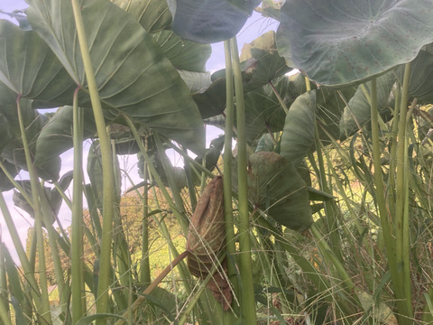 少人数で食べ切れる！【6〜7品目】野菜セット　朝どり新鮮！農薬・化学肥料不使用栽培