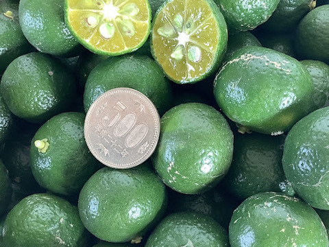 【栽培期間中農薬不使用！】訳ありシークワーサー1kg