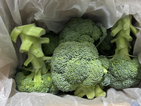 【数量限定】渥美半島　ブロッコリー2kg