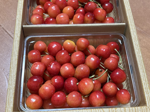 Lサイズ以上の大粒🍒さくらんぼ【佐藤錦】1キロ【お中元にも】数量限定