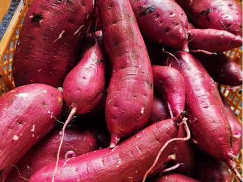熟成さつまいも　紅はるか　蒸し　カット　500g