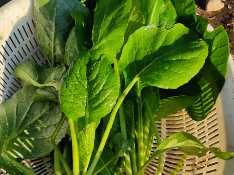 ✨【福袋】レアベジ・カボチャ含むお野菜セット（農薬・化成肥料不使用）おまけ付✨