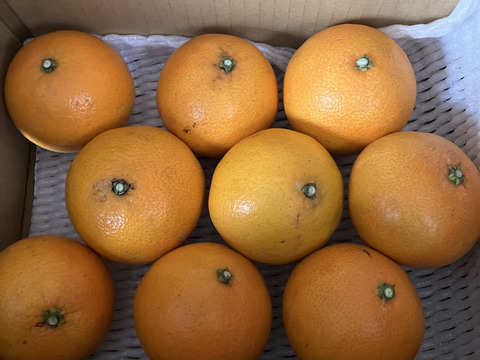 【訳あり】星乃まどんな 木成り完熟 愛媛産みかん サイズ混合 2kg