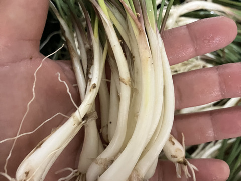 【石垣島産送料込】小ぶりな島らっきょう　200g