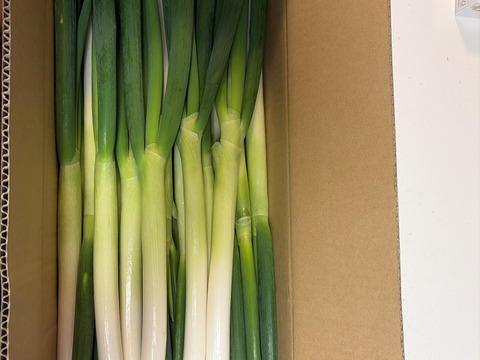 【予約販売】2月27日（金）より出荷 カマシチねぎ屋 旬の甘ねぎ 3kg