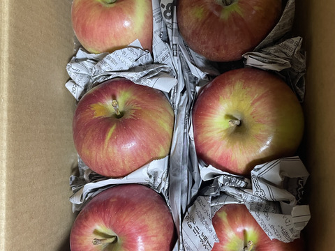 【収穫即日発送】サンつがる　家庭用　約1.5キロ【葉とらず】JA基準より60％減の低農薬栽培