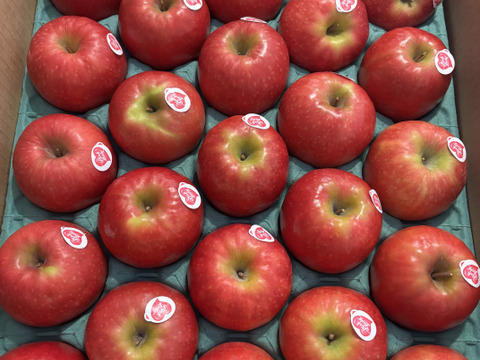 発送中🍎ピンクレディー®︎  5キロ箱 16玉〜33玉サイズ  長野県 信州 安曇野 リンゴ 幻 幻のリンゴ 予約 希少 ID64029 ピンクレディー