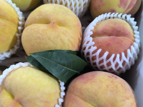 信州生まれのジューシーなワッサー！　
固い桃の好きな方、
やみつき間違いなしの味。
（12個　3.5Kg）
(近距離、カード限定）