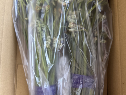 【有馬温泉の麓】兵庫県産 天然 生わらび たっぷり500g 4月中旬頃〜順次発送🚛