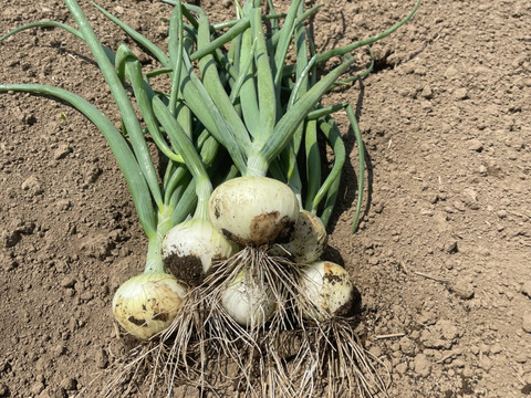 【訳あり】【お買い得！】たまねぎ10kg！