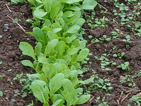 旬の野菜15種類詰め合わせセット