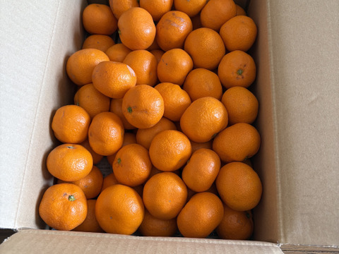 越冬蔵出しみかん　小玉5キロ　有田みかん
