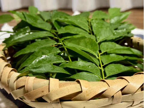【沖縄県産、摘みたて出荷】カレーリーフ 30g