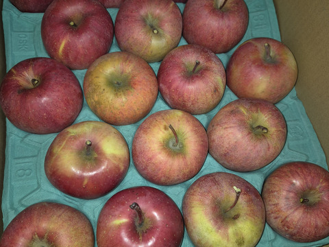 【家庭用小玉】サンふじ 約10kg 36-56玉 お得な大容量サイズ！りんごは日持ちするからまとめ買いがお得 超定番のりんごの王様 1月発送 長野県産#NAF0B100