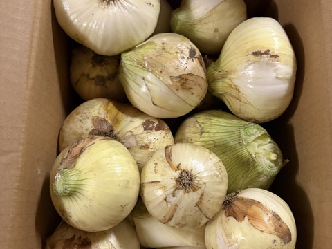 出たらラッキー！【訳あり】淡路島新玉ねぎ「極早生種」 5kg