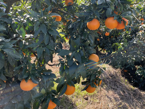 プルプルジューシー！！まどんな(ご家庭用　2キロ)