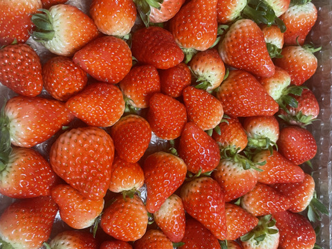 生の風味をお届け。気にしない方限定🍓バラ詰苺BOX（約1000g）大きさ形が不揃いです
