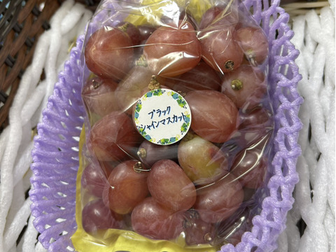！すぐ出荷！クレジットカードで支払いの方のみ！まるせい果樹園のぶどう　富士の輝き　500ｇ　バラ詰め　自家用　贈答用　ｂｈ1