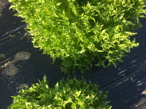 パリッとみずみずしい！人気の２種のレタス（２種類×３玉）（約2.4kg）