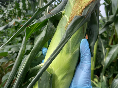 甘い！ホワイトコーン☆雪の妖精　８本