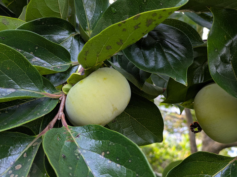 渋柿　自然栽培　ほぼ農薬無し　8-9個ぐらい　まだ少し収穫期には早い青み多め