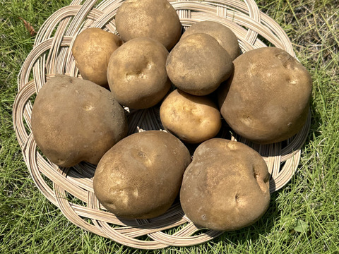 🎆お祭りの屋台で買うじゃがバターより美味しいじゃがバターを家で作れます🎆品種：とうや　サイズ：M〜Lサイズ3kg