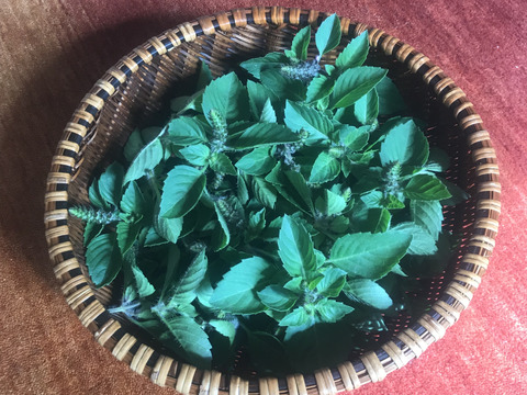 自然栽培トゥルシー茶5袋