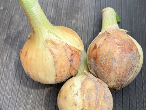 新玉ねぎ   9.5㎏