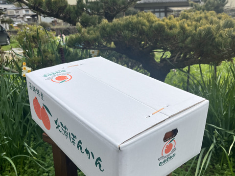 果肉たっぷり！長崎県産『ぽんかん』5kg