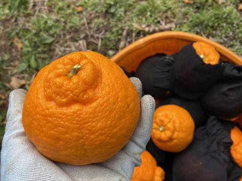 完熟★樹上熟成不知火　愛媛県産　家庭用5キロ